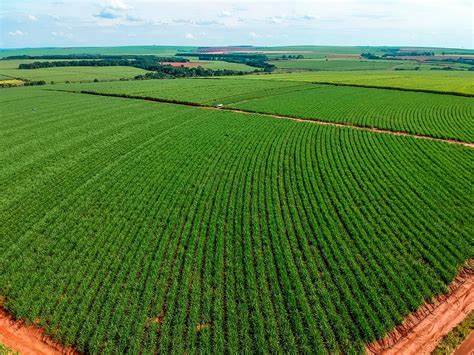 Cana-de-açúcar: Tratos Culturais, Planejamento e Desenvolvimento Agronômico